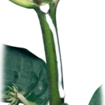 Equipo para análisis rápido de nutrientes en plantas