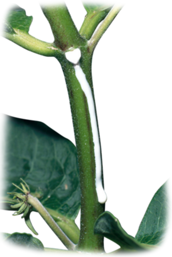 Equipo para análisis rápido de nutrientes en plantas
