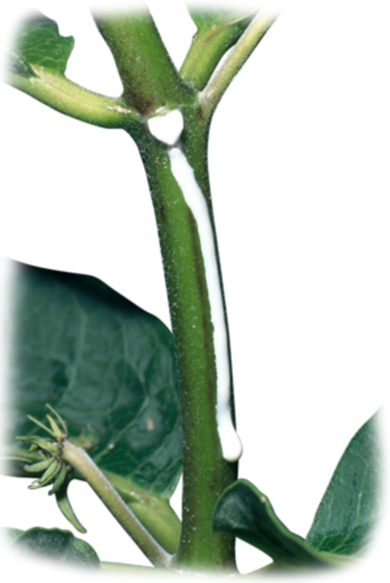 Equipo para análisis rápido de nutrientes en plantas